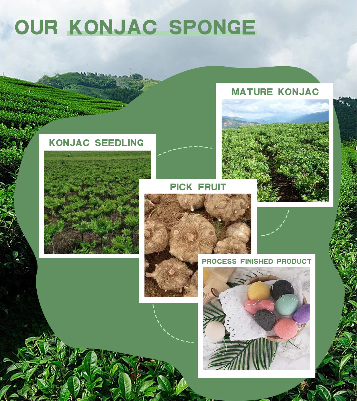 Aktueller Firmenfall über Konjac Schwämme werden von der Knolle der Konjac Anlage abgeleitet